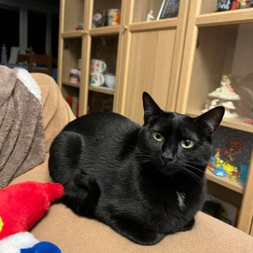 #FR2602268 - Miaouss, chat perdu à Carignan - AnimalWeb France #FR2602268 - Miaouss, chat perdu à Carignan - AnimalWeb France