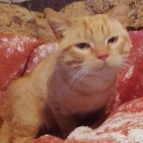 ##FR2602269 - Chat trouvé à Campeaux - AnimalWeb France ##FR2602269 - Chat trouvé à Campeaux - AnimalWeb France