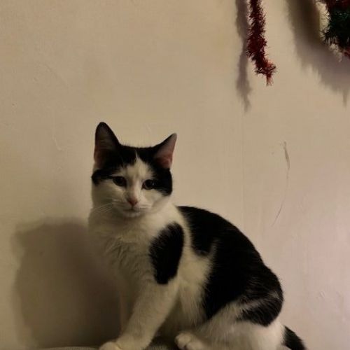 #FR2602271 - Iago, chat perdu à Toulouse - AnimalWeb France #FR2602271 - Iago, chat perdu à Toulouse - AnimalWeb France