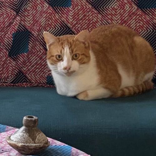 #FR2602272 - Easy, chat perdu à Eauze - AnimalWeb France #FR2602272 - Easy, chat perdu à Eauze - AnimalWeb France