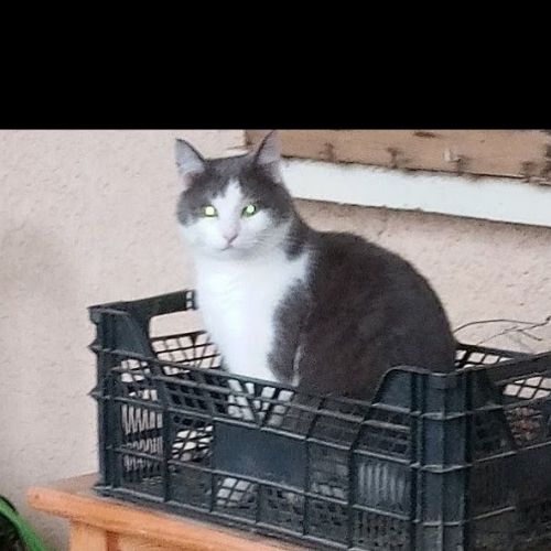 #FR2602273 - Triangle, chat perdu à Cabrieres - AnimalWeb France #FR2602273 - Triangle, chat perdu à Cabrieres - AnimalWeb France