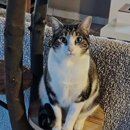 #FR2602274 - Winnie, chat perdu à Mareuil-sur-Lay - AnimalWeb France #FR2602274 - Winnie, chat perdu à Mareuil-sur-Lay - AnimalWeb France