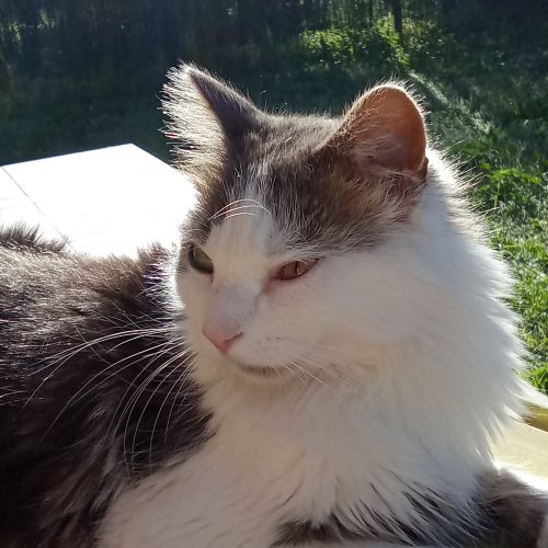 #FR2602275 - Simba, chat perdu à Montaren-et-Saint-Médiers- AnimalWeb #FR2602275 - Simba, chat perdu à Montaren-et-Saint-Médiers- AnimalWeb