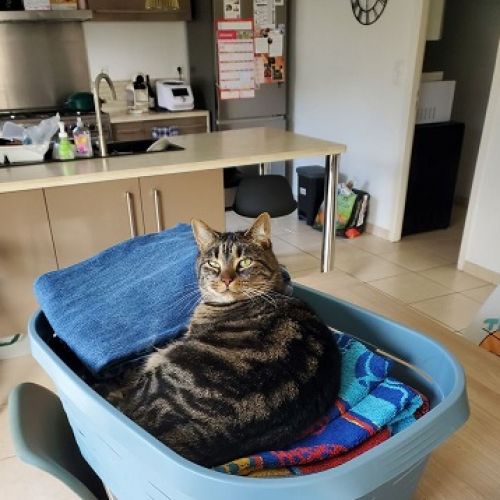 #FR2602280 - Pétunia, chat perdu - Pencran - AnimalWeb France #FR2602280 - Pétunia, chat perdu - Pencran - AnimalWeb France