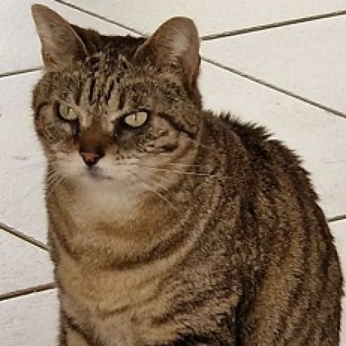 #FR2602284 - Mimine, chat perdu à Caissargues - AnimalWeb France #FR2602284 - Mimine, chat perdu à Caissargues - AnimalWeb France