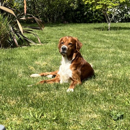 #FR2602286 - Balou, chien perdu à Terranjou - AnimalWeb France #FR2602286 - Balou, chien perdu à Terranjou - AnimalWeb France