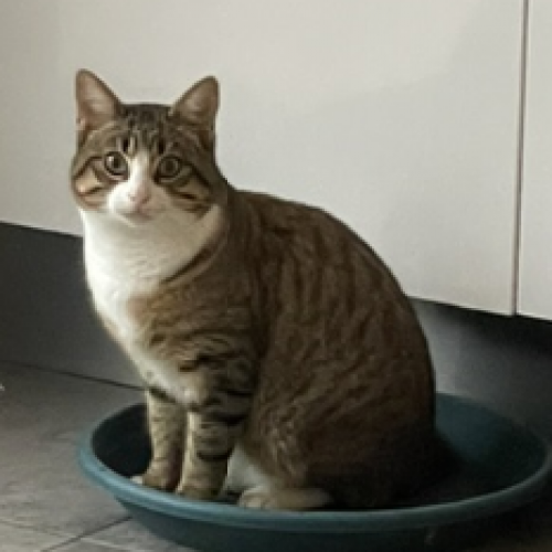 #FR2502080 - Mowgli, chat perdu à Toulon - AnimalWeb France #FR2502080 - Mowgli, chat perdu à Toulon - AnimalWeb France