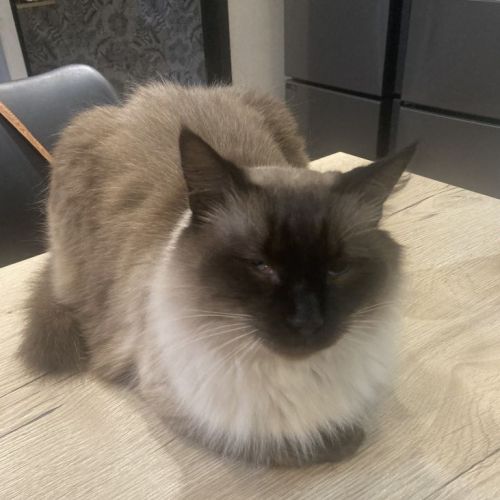 #FR2602288 - Bianca, chat perdu à Aiguefonde - AnimalWeb France #FR2602288 - Bianca, chat perdu à Aiguefonde - AnimalWeb France