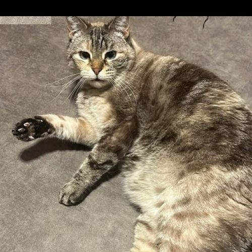 #FR2602289 - Cristal, chat perdu à Thionville - AnimalWeb France #FR2602289 - Cristal, chat perdu à Thionville - AnimalWeb France