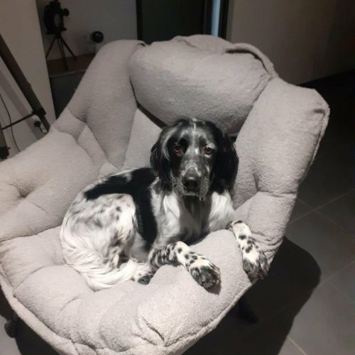 #FR2602291- Tobby, chien perdu à Nîmes - AnimalWeb France #FR2602291- Tobby, chien perdu à Nîmes - AnimalWeb France