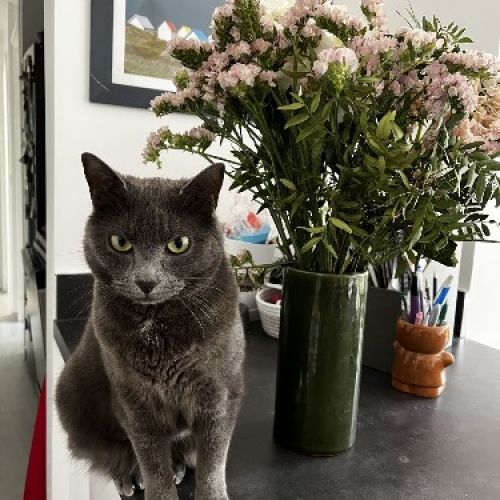 #FR2602292 - Suki, chat perdu à JVerrières-le-Buisson - AnimalWeb Fran #FR2602292 - Suki, chat perdu à JVerrières-le-Buisson - AnimalWeb Fran