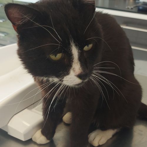 #FR2602293- Pépito, chat perdu à Hasnon - AnimalWeb France #FR2602293- Pépito, chat perdu à Hasnon - AnimalWeb France