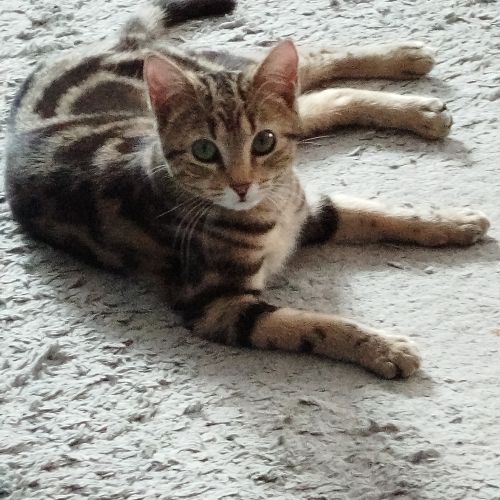 #FR2602294 - Daisy, chat perdu à Millau - AnimalWeb France #FR2602294 - Daisy, chat perdu à Millau - AnimalWeb France