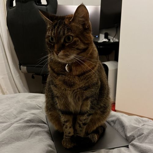 #FR2602295 - Guilis- Chat perdu à Vincennes - AnimalWeb France #FR2602295 - Guilis- Chat perdu à Vincennes - AnimalWeb France