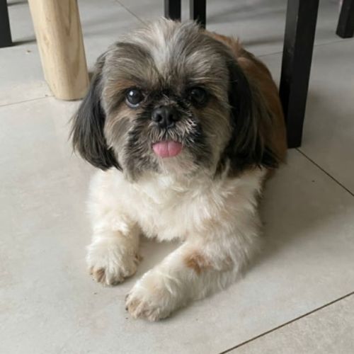 #FR2602296 - Draco, chien perdu à Bonneuil - AnimalWeb France #FR2602296 - Draco, chien perdu à Bonneuil - AnimalWeb France