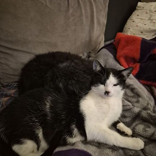 #FR2602297 - Ferdinand, chat perdu à Château-Gontier - AnimalWeb Franc #FR2602297 - Ferdinand, chat perdu à Château-Gontier - AnimalWeb Franc