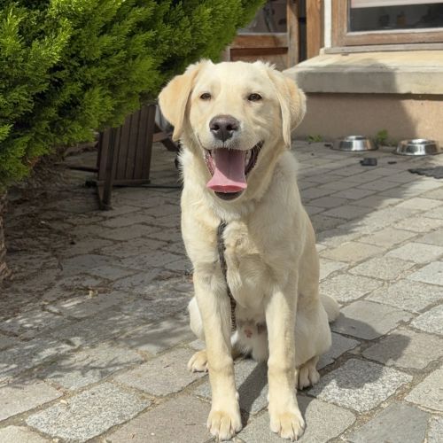 #FR2602298 - Boss, chien perdu à Vitry-sur-Seine - AnimalWeb France #FR2602298 - Boss, chien perdu à Vitry-sur-Seine - AnimalWeb France