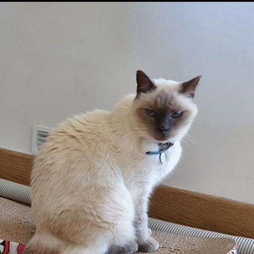 #FR2602299 - Guizmo, chat perdu à Seilh - AnimalWeb France #FR2602299 - Guizmo, chat perdu à Seilh - AnimalWeb France