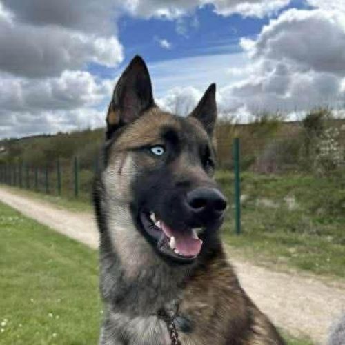 #FR2602300 - Aros, chien perdu à Valognes - AnimalWeb France #FR2602300 - Aros, chien perdu à Valognes - AnimalWeb France