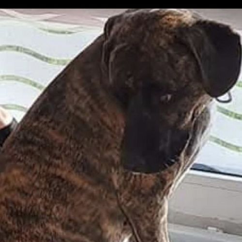 #FR2602306 - Toÿna, chien perdu à Wasquehal - AnimalWeb France #FR2602306 - Toÿna, chien perdu à Wasquehal - AnimalWeb France