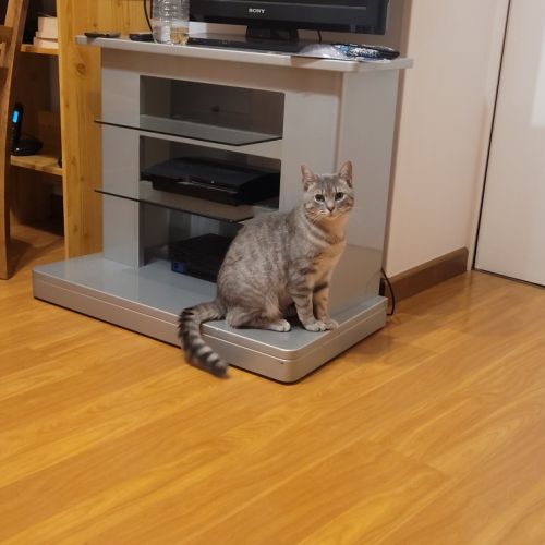 #FR2602300 - Filou, chat perdu à Martinvast - AnimalWeb France #FR2602300 - Filou, chat perdu à Martinvast - AnimalWeb France