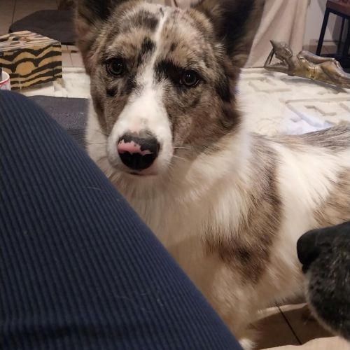 PERDU PETITE CHIENNE PERDU PETITE CHIENNE