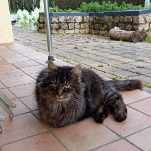 #FR2602319- Sylvinet, chat perdu à Saint-Désir - AnimalWeb France #FR2602319- Sylvinet, chat perdu à Saint-Désir - AnimalWeb France
