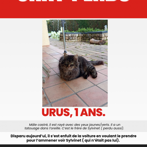 2 ème chat perdu. 2 ème chat perdu.