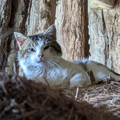 #FR2602322 - Chat trouvé à Lescheroux - AnimalWeb France #FR2602322 - Chat trouvé à Lescheroux - AnimalWeb France
