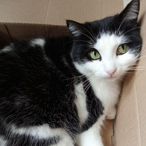 #FR2602325 - Pichoucat, chat perdu à Andelot-Blancheville - AnimalWeb #FR2602325 - Pichoucat, chat perdu à Andelot-Blancheville - AnimalWeb