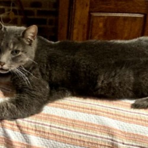 PERDU/CHATTE GRISE/CAYROLS (15) PERDU/CHATTE GRISE/CAYROLS (15)