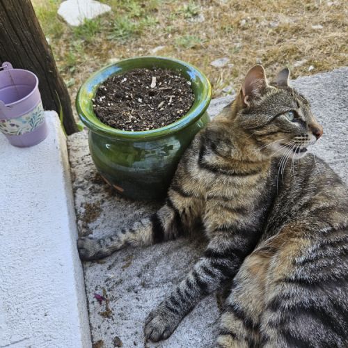 #FR2602330 - Chat trouvé à Corconne - AnimalWeb France #FR2602330 - Chat trouvé à Corconne - AnimalWeb France