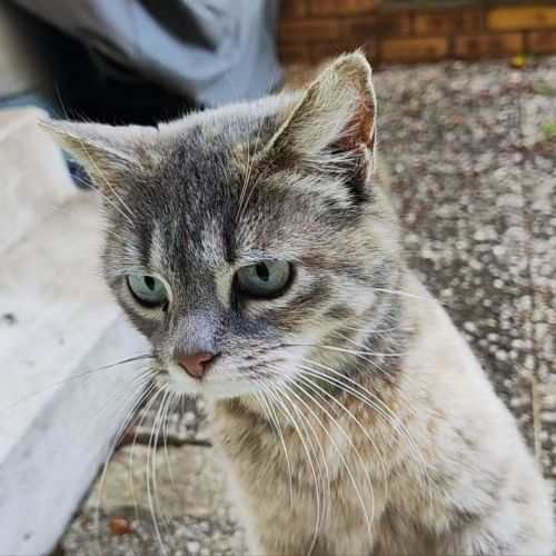 #FR2602334 - Chat trouvé à Saint-Apollinaire - AnimalWeb France #FR2602334 - Chat trouvé à Saint-Apollinaire - AnimalWeb France