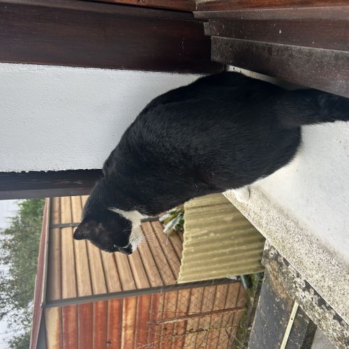 Chat perdu Chat perdu