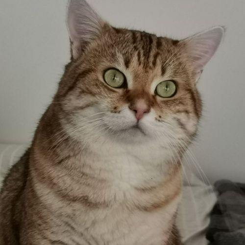 #FR2602337 - Tigrou, chat perdu à Messimy-sur-Saône - AnimalWeb France #FR2602337 - Tigrou, chat perdu à Messimy-sur-Saône - AnimalWeb France