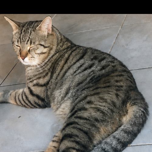 #FR2602340 - Monsieur le chat, chat perdu à Nangis - AnimalWeb France #FR2602340 - Monsieur le chat, chat perdu à Nangis - AnimalWeb France