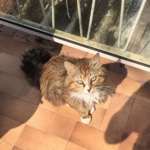 #FR2602347 - Bouboule, chat perdu à Saintes - AnimalWeb France #FR2602347 - Bouboule, chat perdu à Saintes - AnimalWeb France