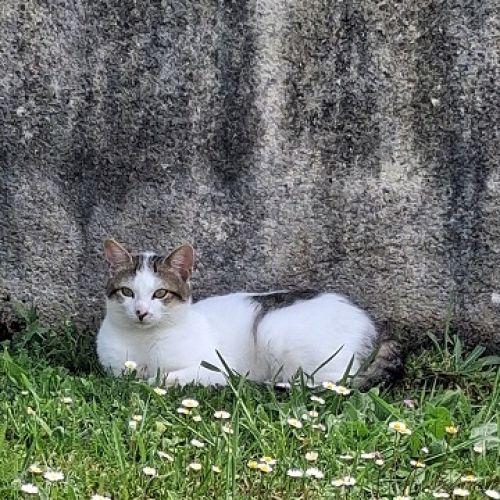 #FR2602348 - Crevette, chat perdu à Réaux-sur-Trèfle - AnimalWeb Franc #FR2602348 - Crevette, chat perdu à Réaux-sur-Trèfle - AnimalWeb Franc