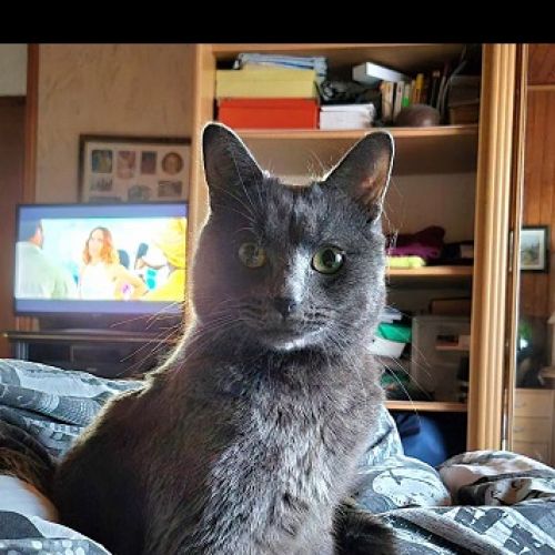 #FR2602351 - Willy, chat perdu à Beauchamp - AnimalWeb France #FR2602351 - Willy, chat perdu à Beauchamp - AnimalWeb France