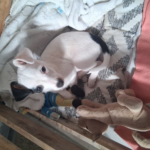 Chien perdu Chien perdu