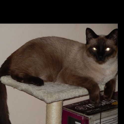 #FR2602355 - Hèrmes, chat perdu à Alixan - AnimalWeb France #FR2602355 - Hèrmes, chat perdu à Alixan - AnimalWeb France