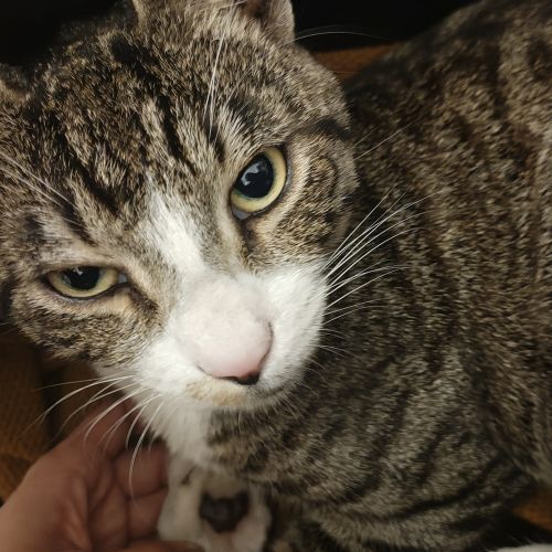 Trouvé : chat blanc et gris tigré Trouvé : chat blanc et gris tigré